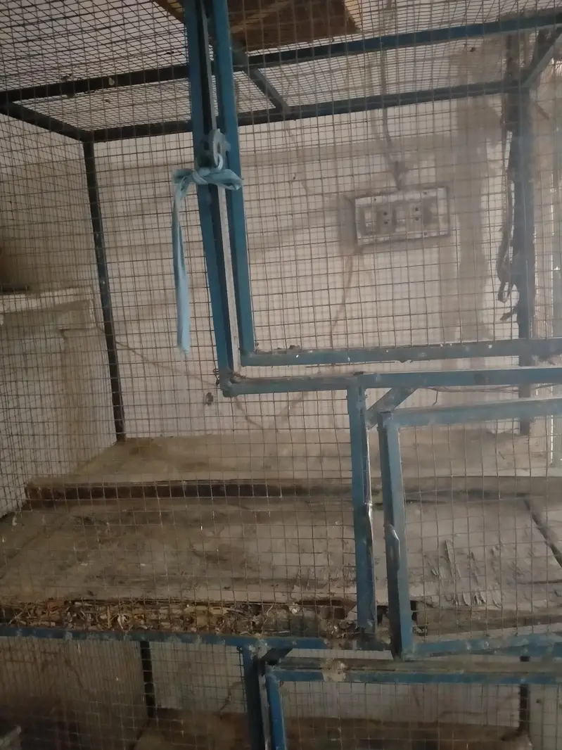 3 portion cage for sale love birds kaliya murga kaliya — photo 2