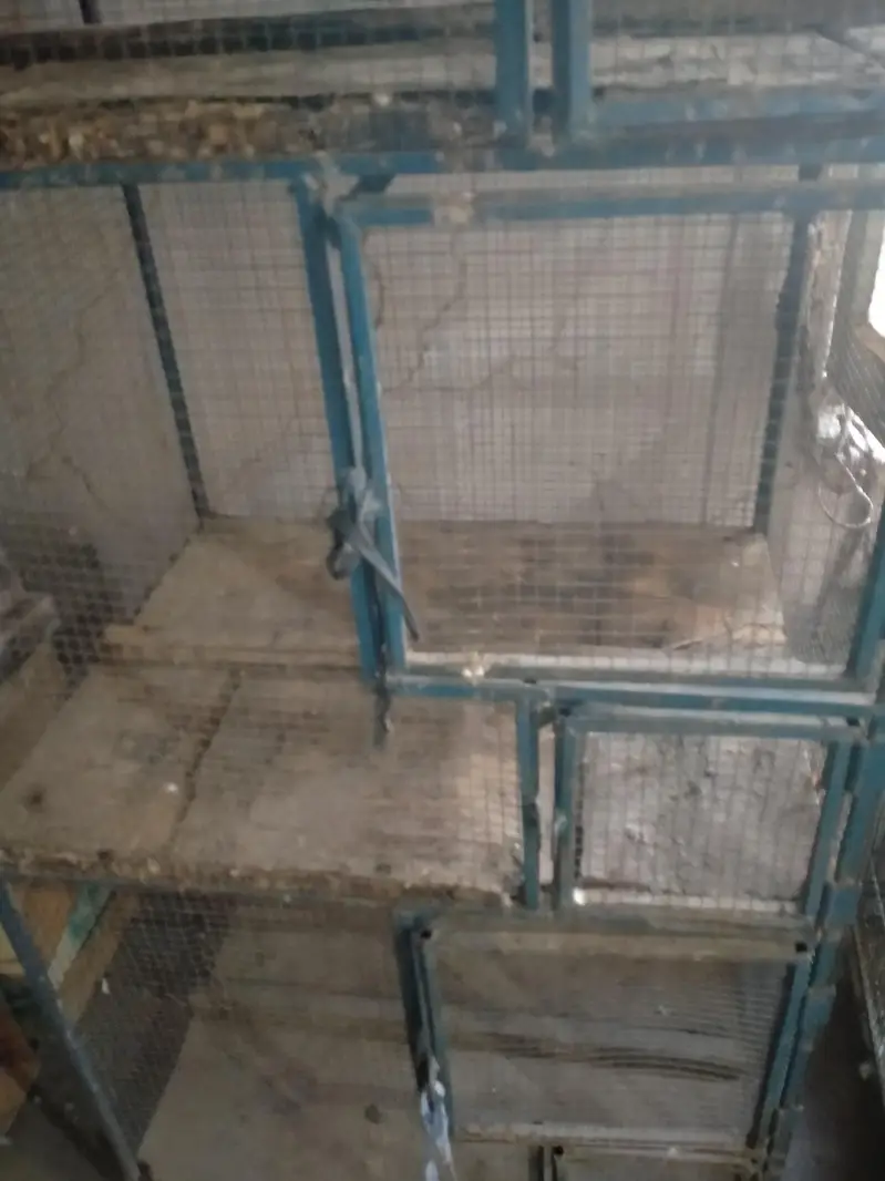 3 portion cage for sale love birds kaliya murga kaliya — photo 4