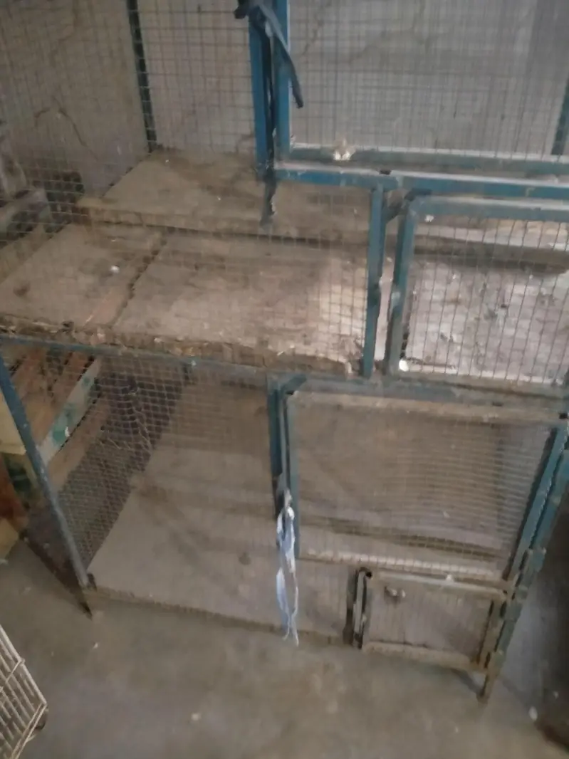 3 portion cage for sale love birds kaliya murga kaliya — photo 5