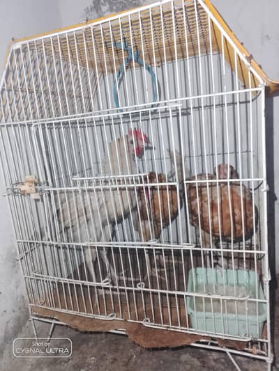 desi choose a for sale