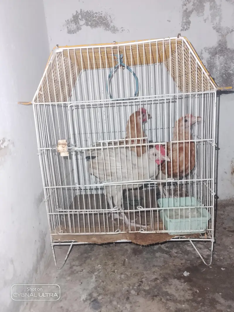 desi choose a for sale — photo 2