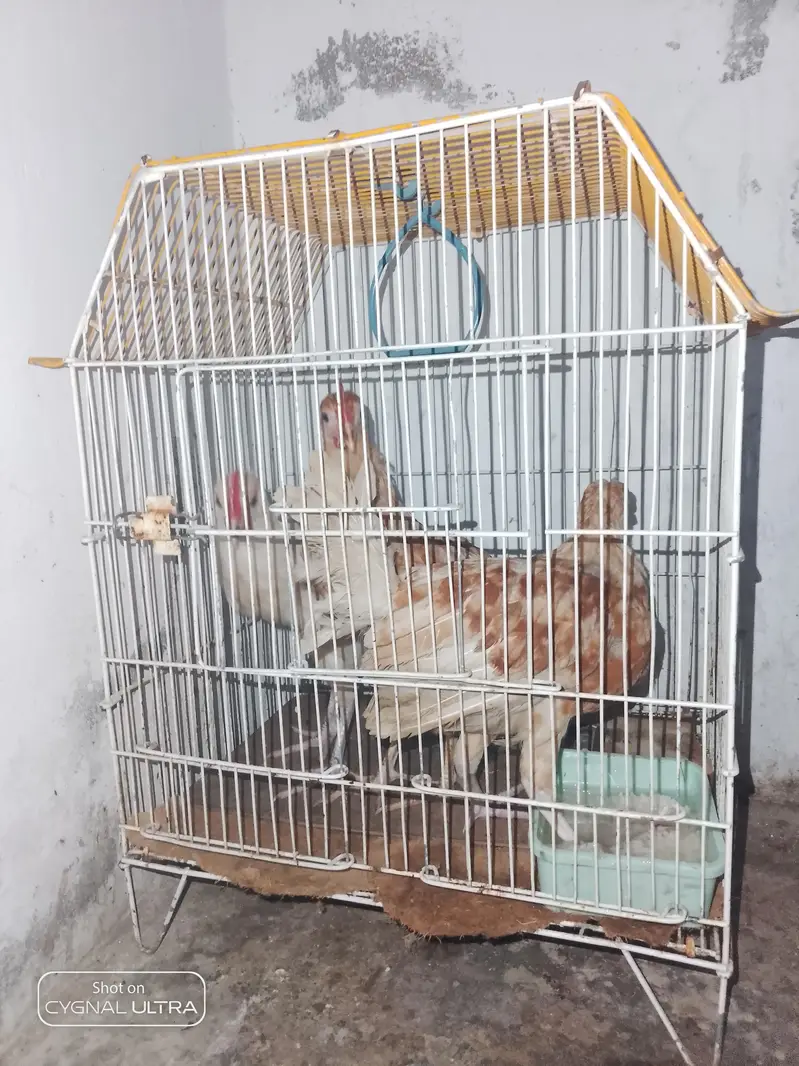 desi choose a for sale — photo 3