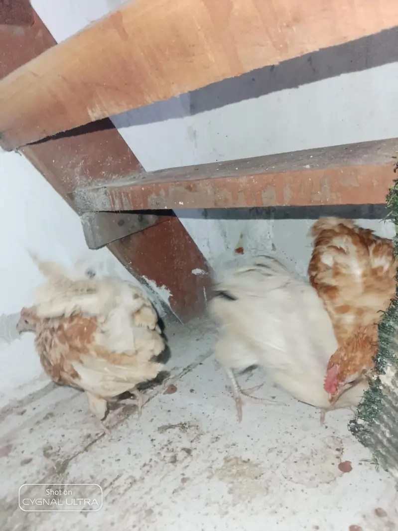 desi choose a for sale — photo 4