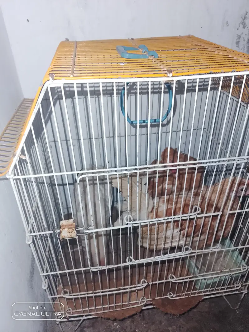 desi choose a for sale — photo 6
