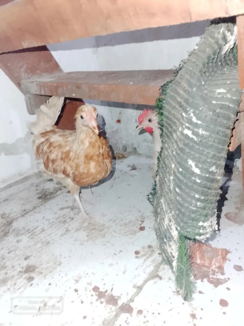 desi choose a for sale — photo 7