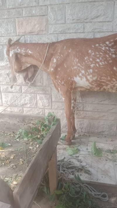 chine bakri 8 dant big siz me