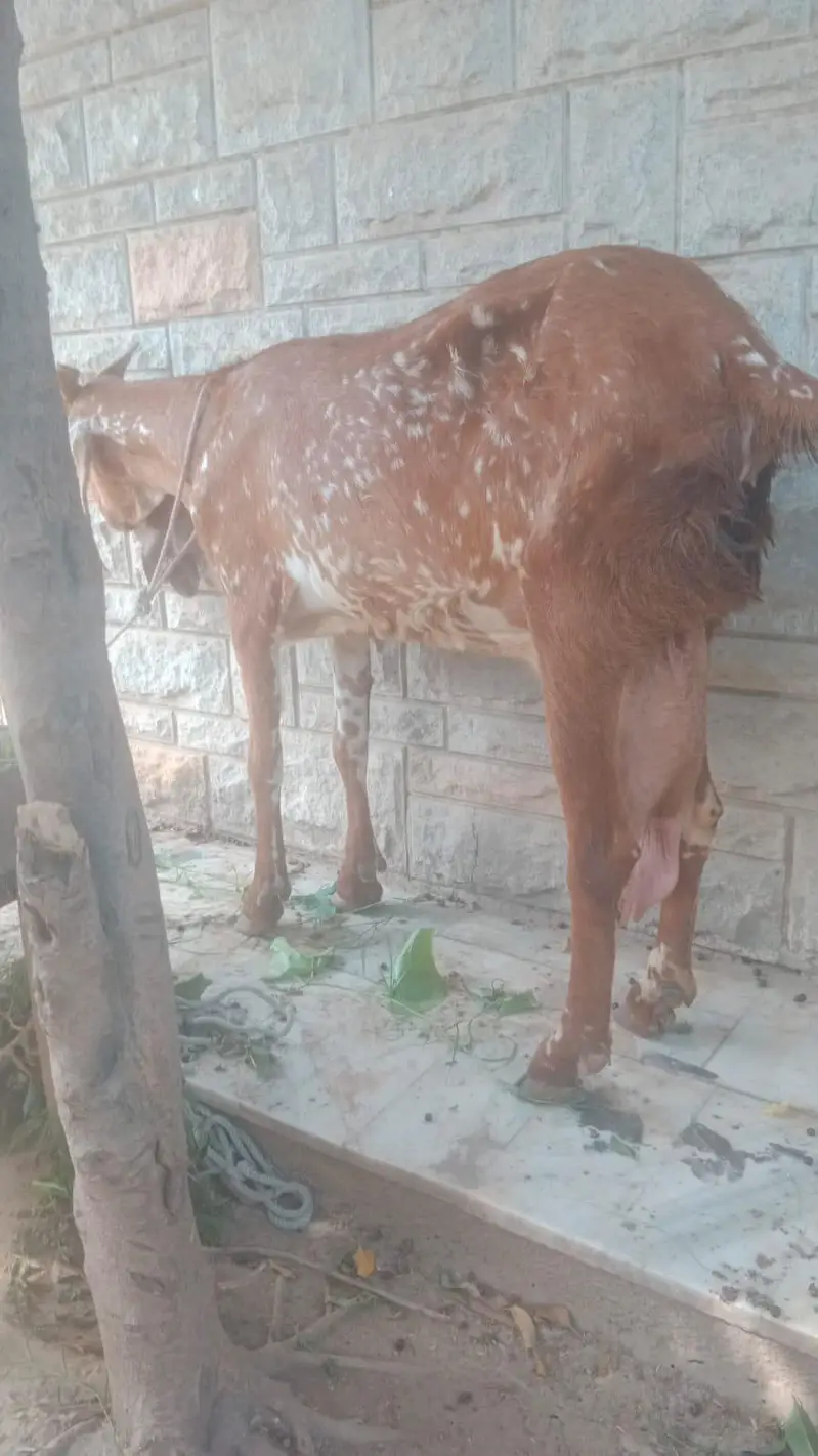chine bakri 8 dant big siz me — photo 2