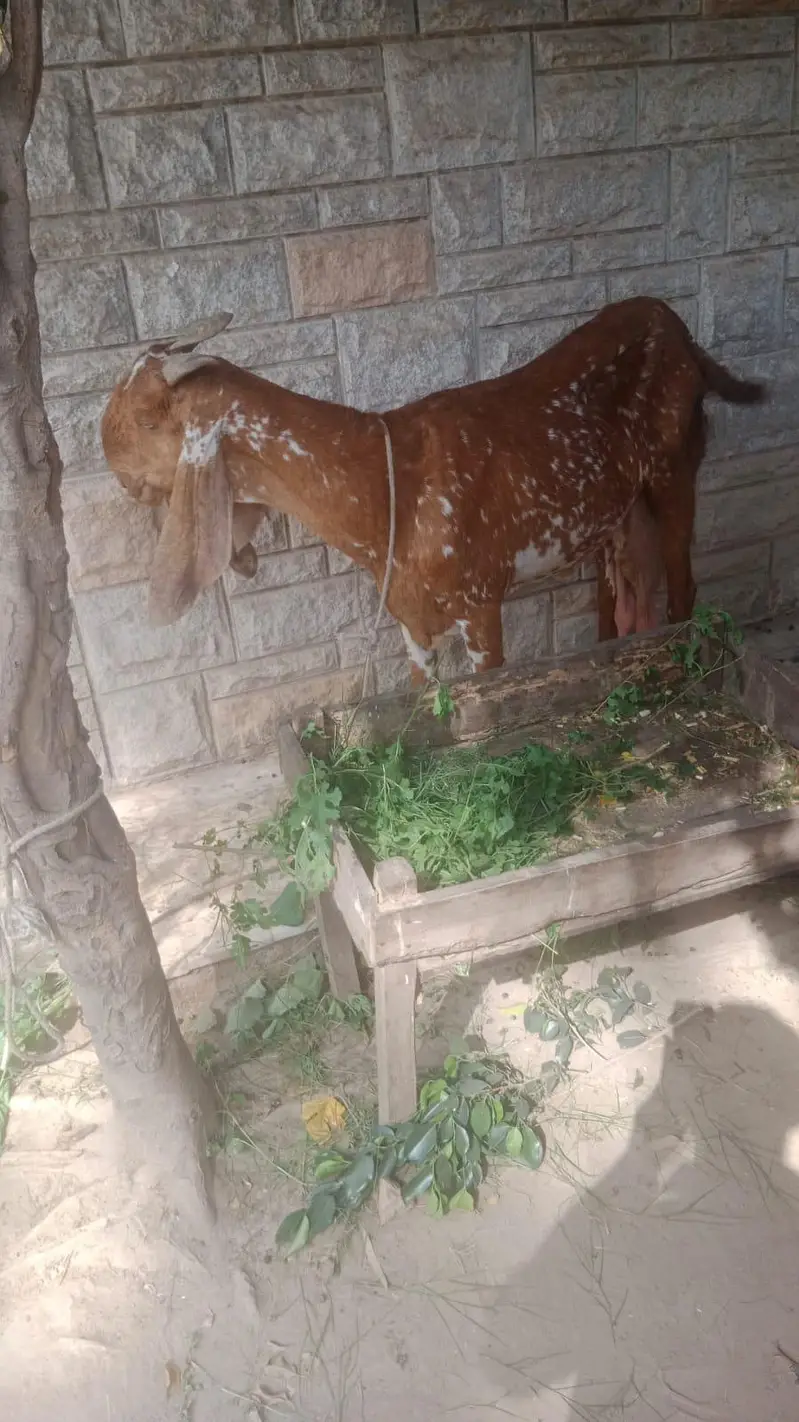 chine bakri 8 dant big siz me — photo 3