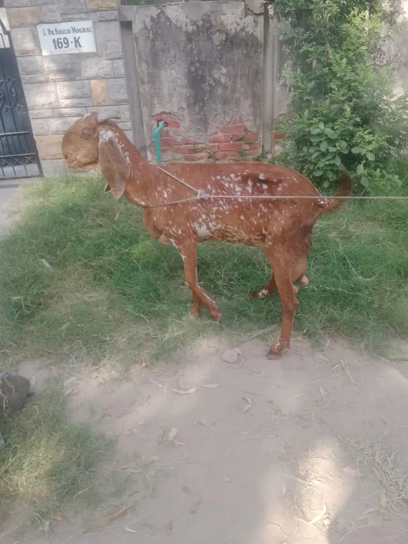 chine bakri 8 dant big siz me — photo 4