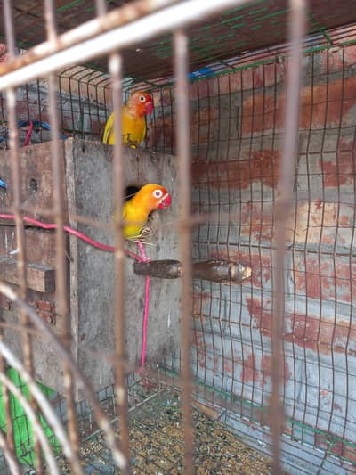 love brids