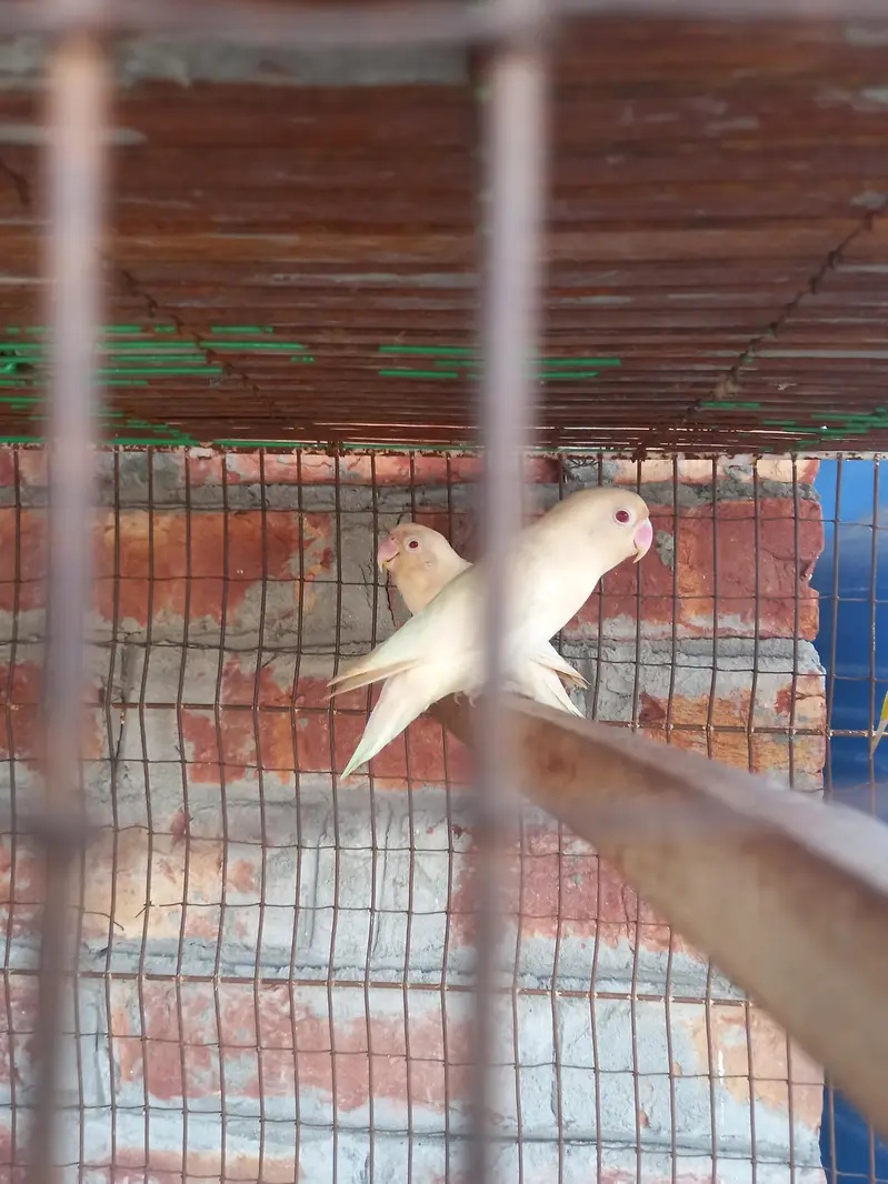 love brids — photo 2