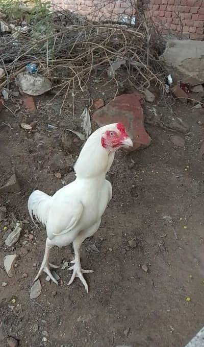 Heera white