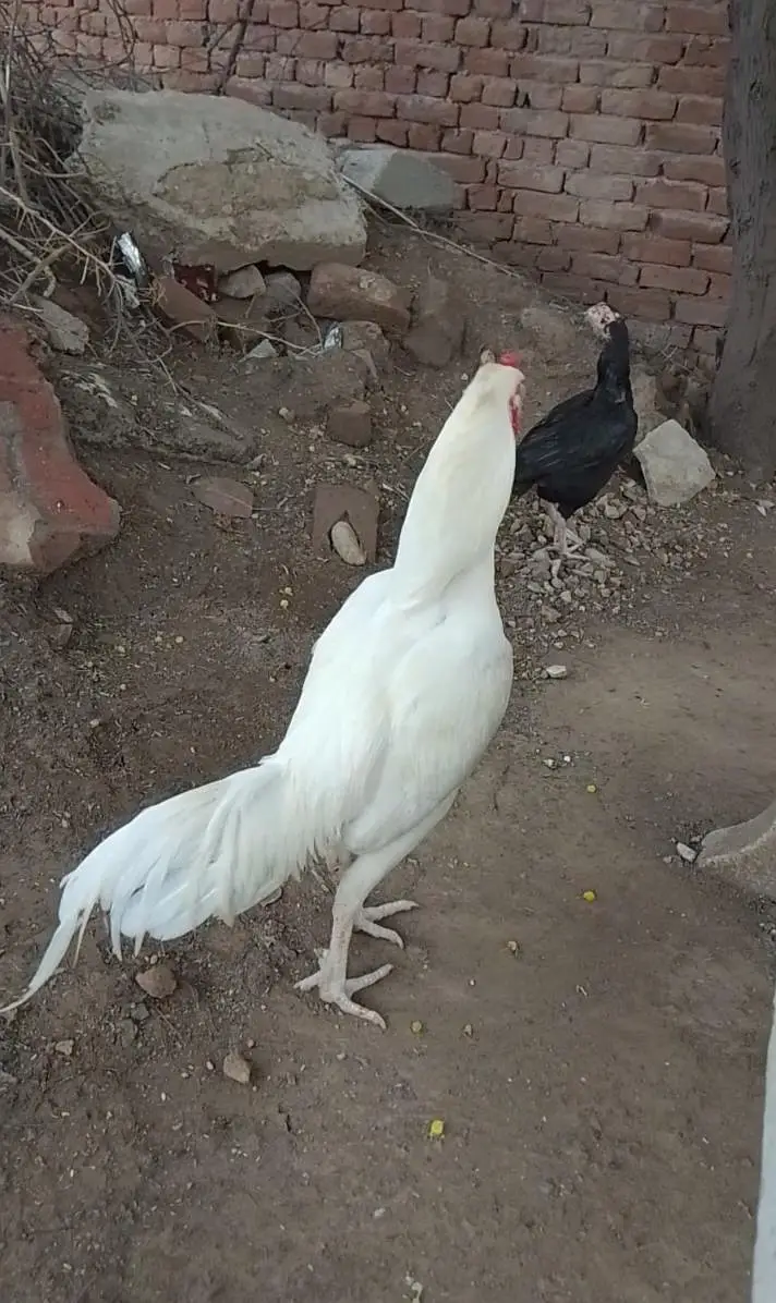 Heera white — photo 2