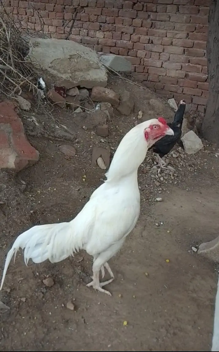 Heera white — photo 3