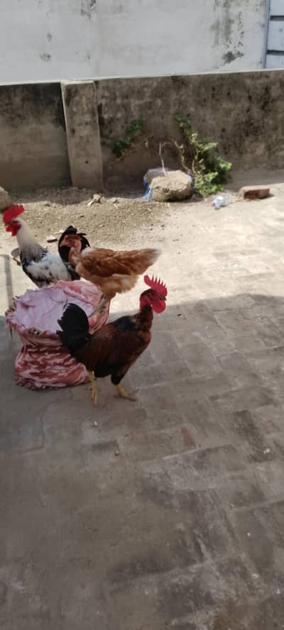 dasi murga or murgi