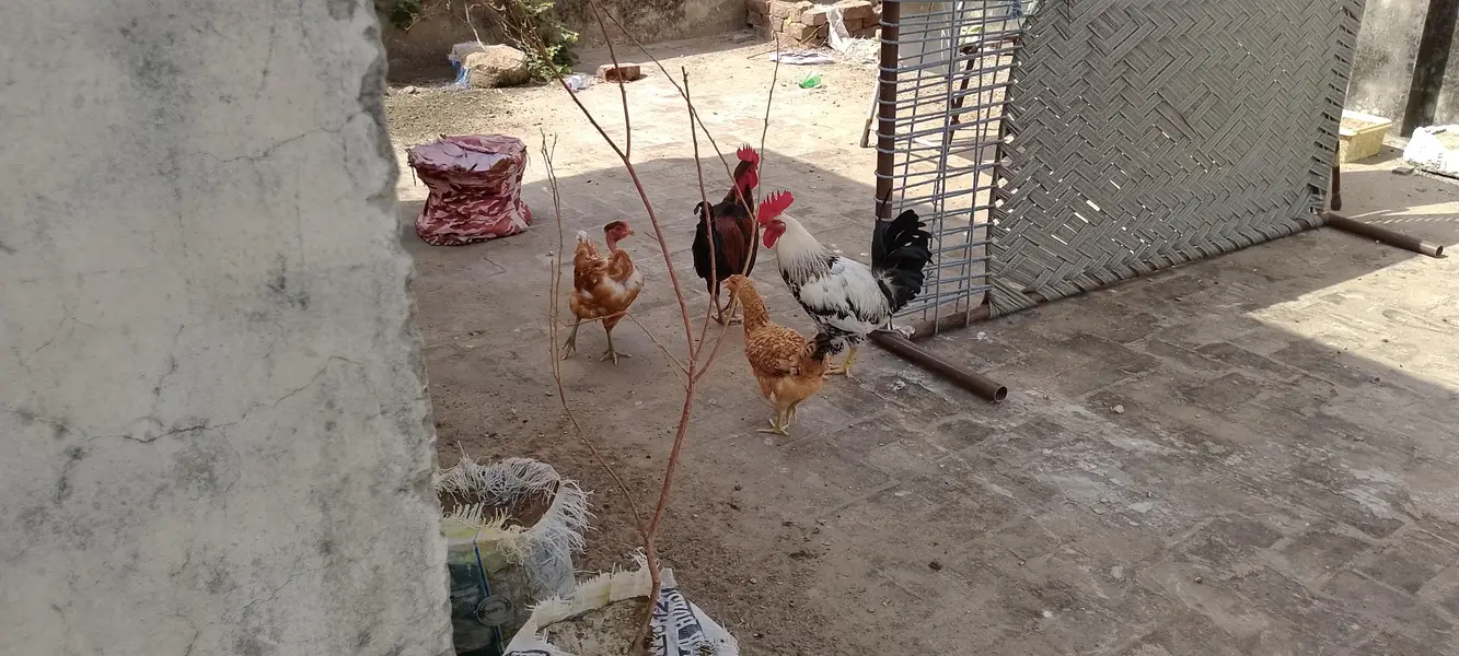 dasi murga or murgi — photo 2
