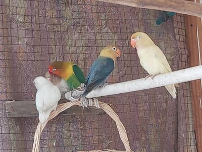 gujranwala birds