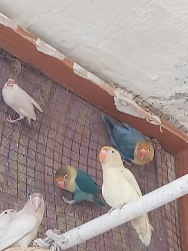 gujranwala birds — photo 2