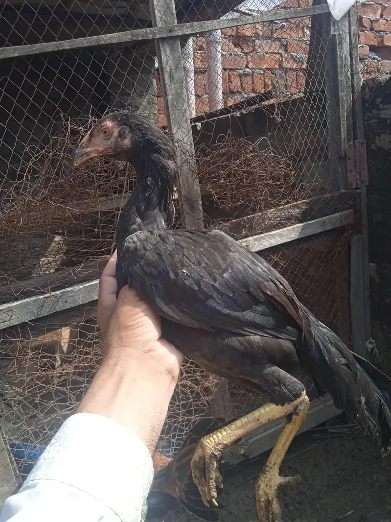 aseel miya wali 03081569857 — photo 2