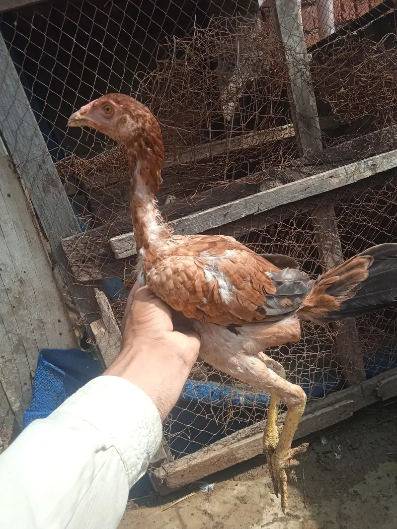aseel miya wali 03081569857 — photo 5