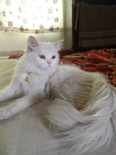 white color ki female cat hai for sale
