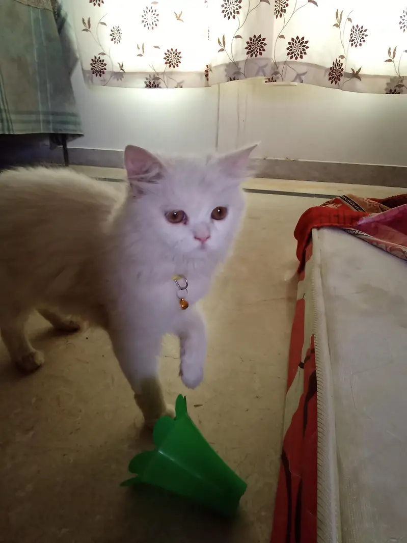 white color ki female cat hai for sale — photo 2