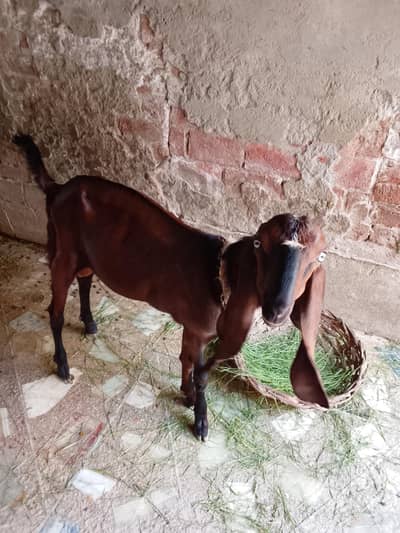 Male goat 