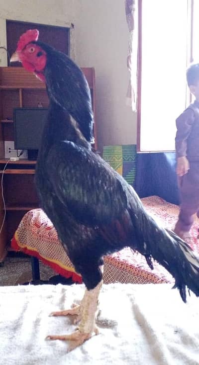 Mushka Lasani Breeder