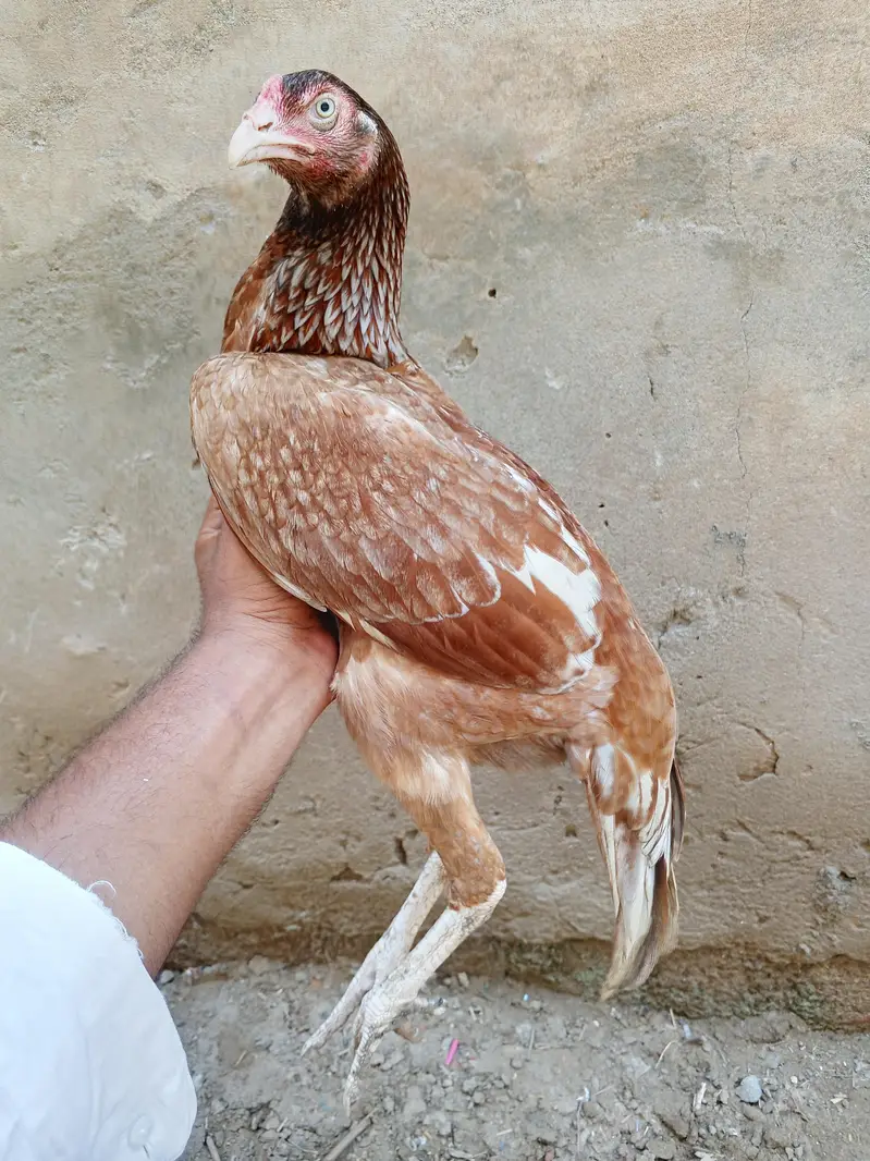 Aseel murge — photo 3