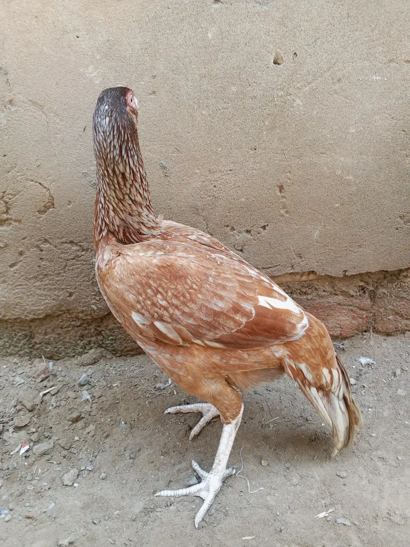 Aseel murge — photo 4