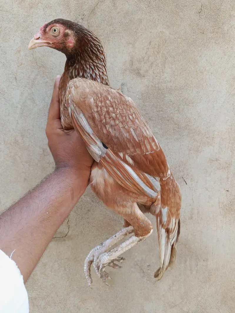 Aseel murge — photo 5