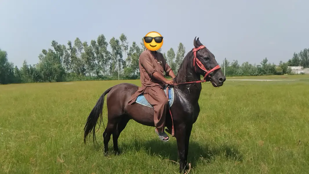 horses available for sale — photo 3