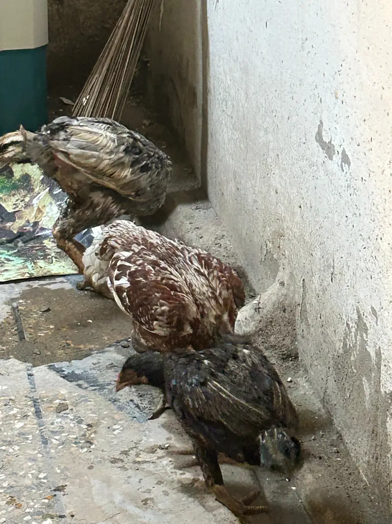 3 Hens 2 female 1 male — photo 2