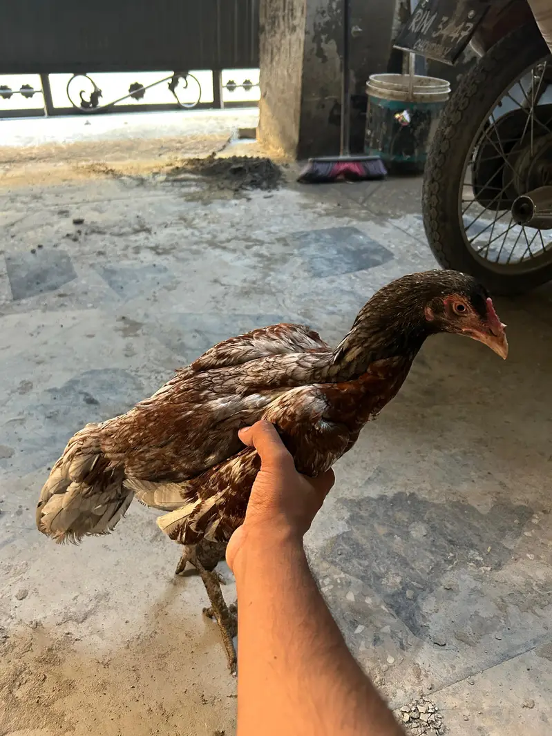 3 Hens 2 female 1 male — photo 4