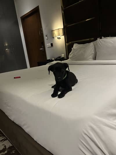 Labrador and pointer mix puppy for sale