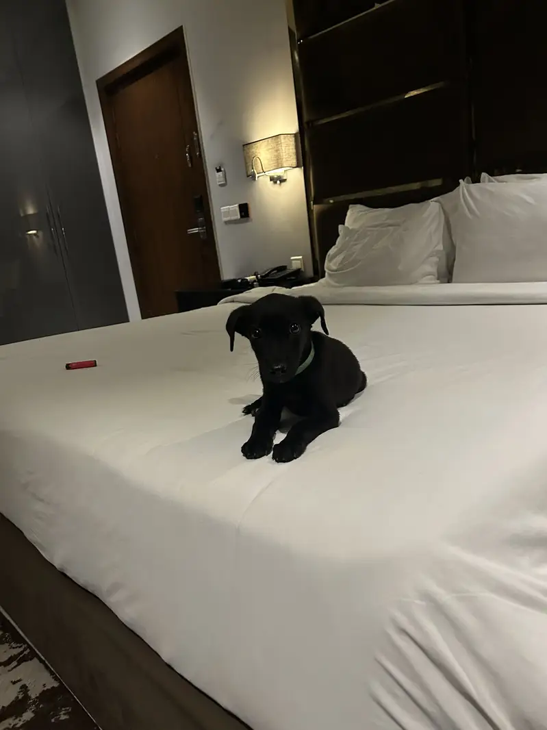 Labrador and pointer mix puppy for sale