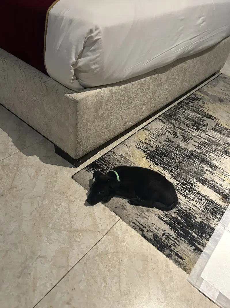 Labrador and pointer mix puppy for sale — photo 2