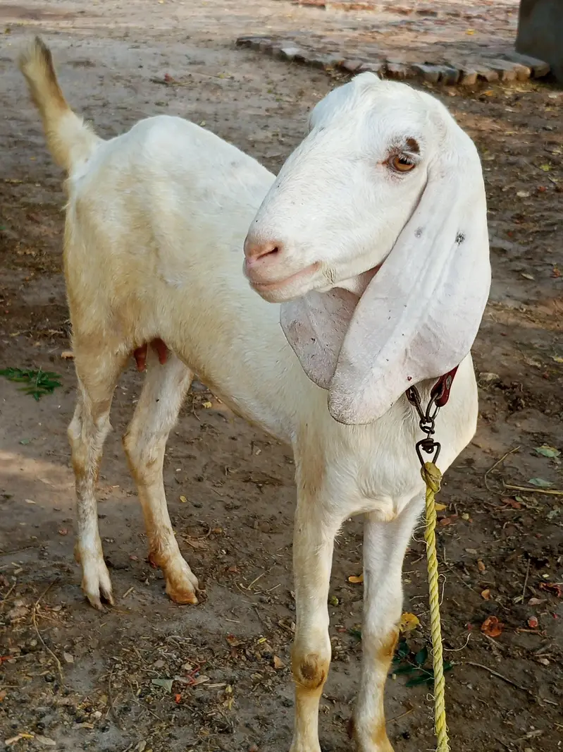 Rajan puri bakriya 2 bakria — photo 2