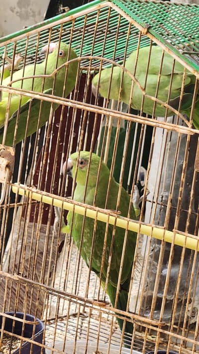 Ringneck parrots , pattay for 3 month frendly