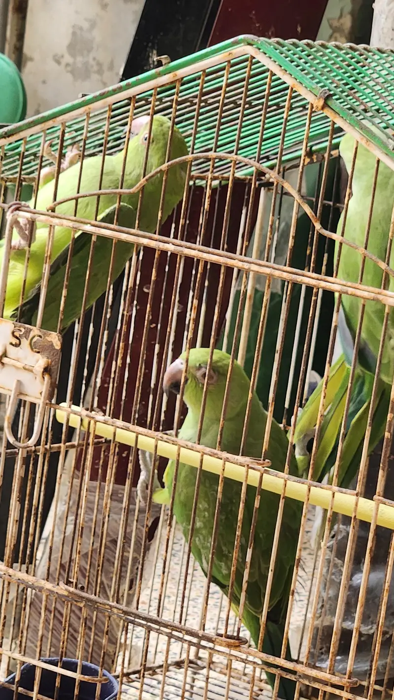 Ringneck parrots , pattay for 3 month frendly — photo 2