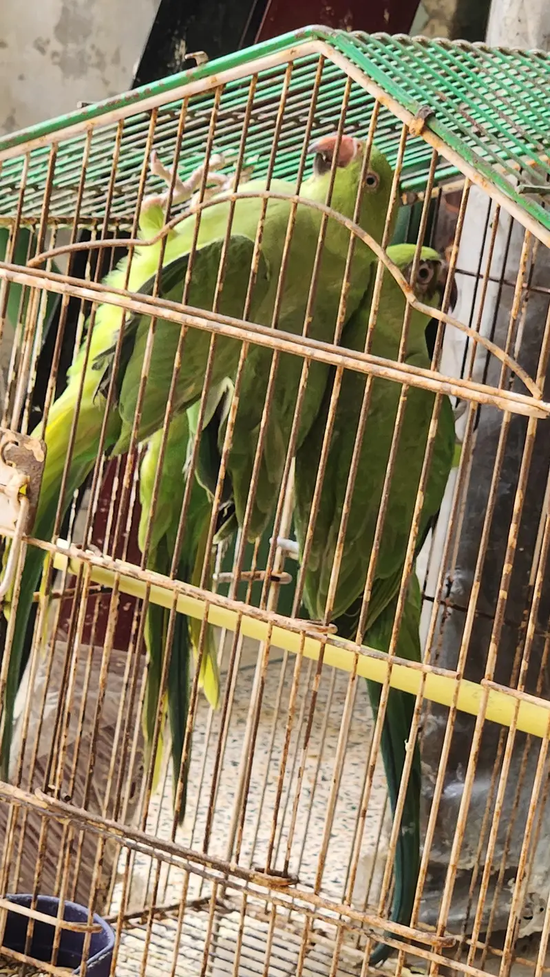 Ringneck parrots , pattay for 3 month frendly — photo 3