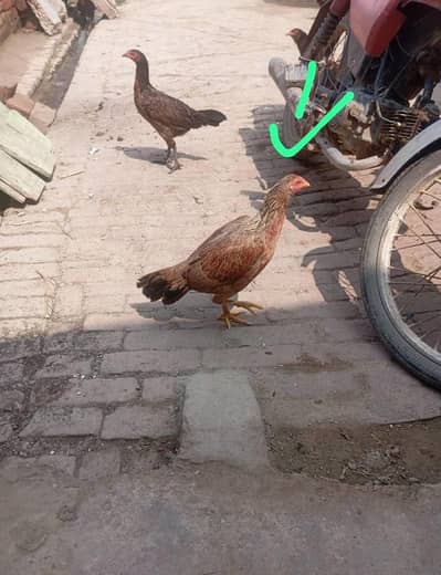 eggs da rahi ha