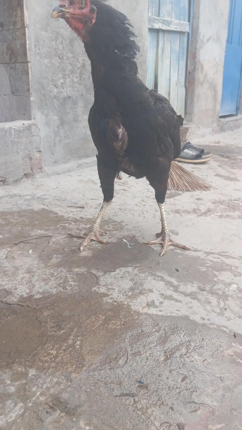 eggs da rahi ha — photo 2