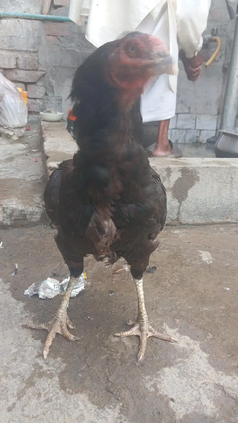 eggs da rahi ha — photo 3
