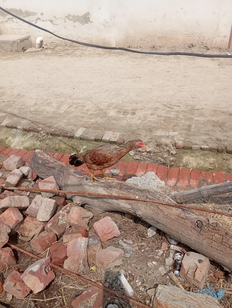 eggs da rahi ha — photo 4