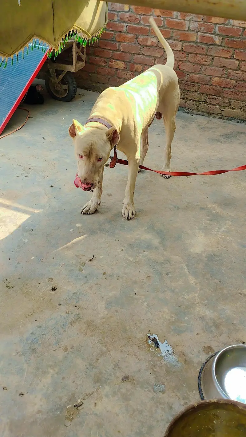 dog lover
