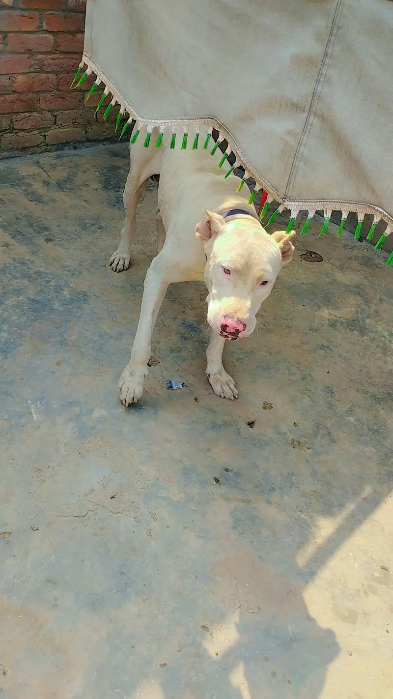 dog lover — photo 2