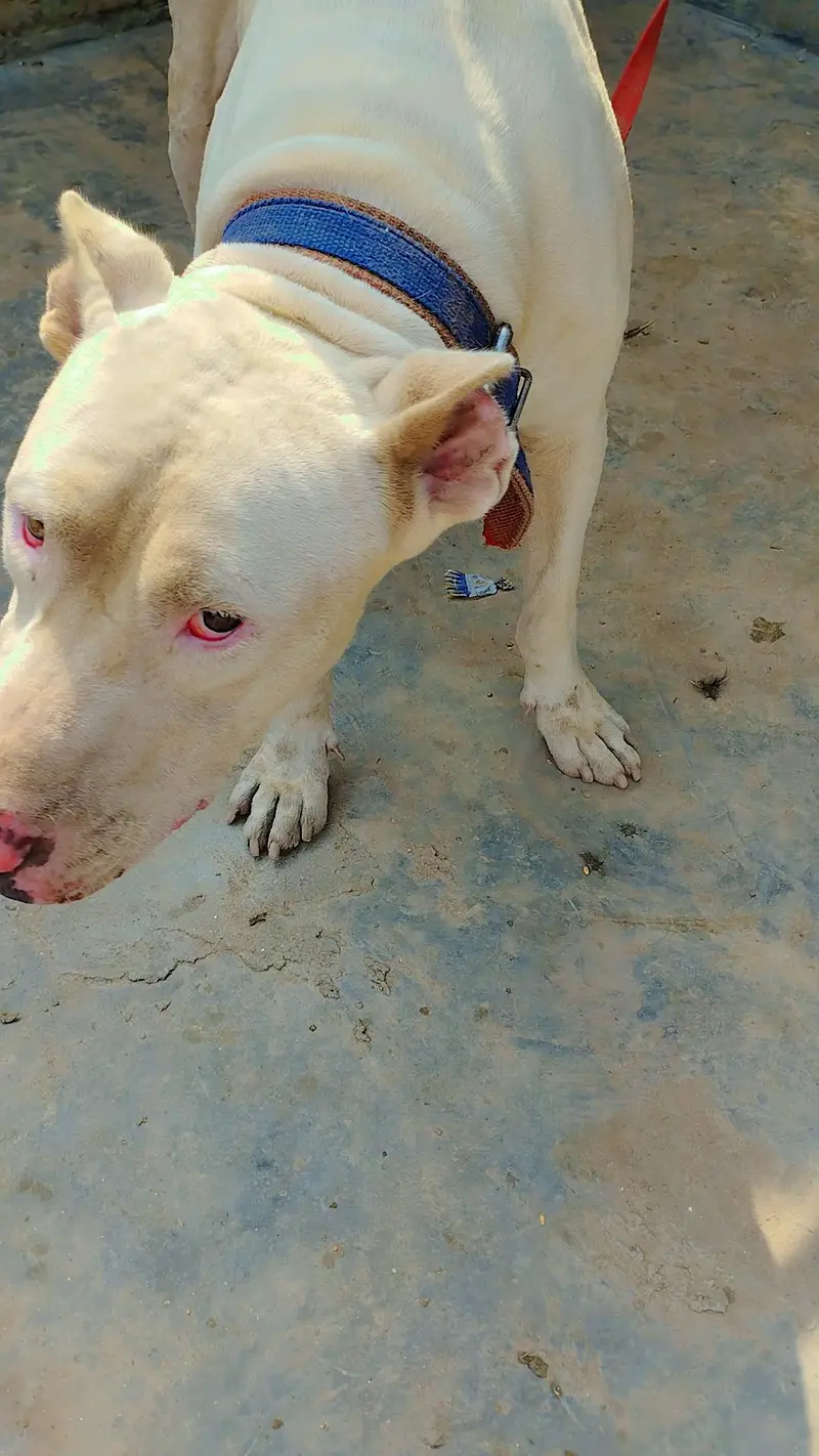 dog lover — photo 3