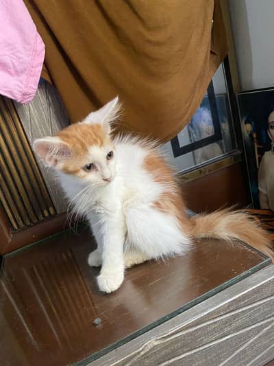 Male kitten and female cat for sale