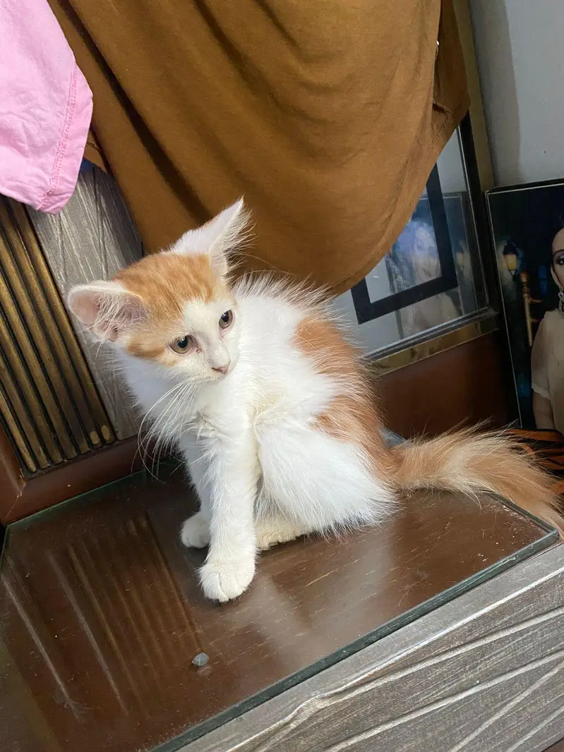 Male kitten and female cat for sale